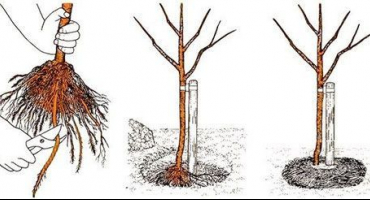 Jak správně pěstovat třešně na zahradě, výběr sazenic a míst, péče